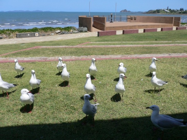 排排站等我餵食的海鷗們.JPG