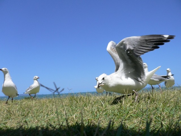 海鷗著陸.JPG