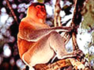 proboscis monkey3