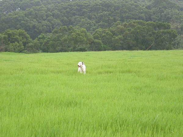 糖葫蘆也很興奮