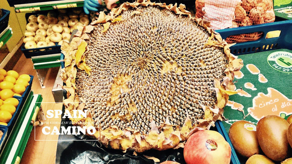 sunflower.jpg sunflower.jpg