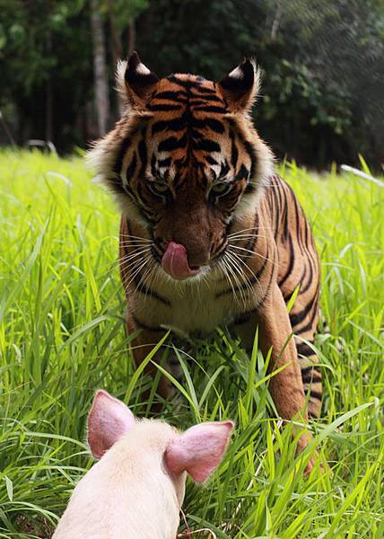 sumatra-tiger-with-pig.jpg