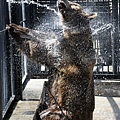 pb-110701-bear-shower-eg.photoblog900