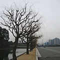 冬的東京，枯朽的樹枝都美