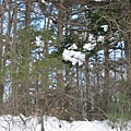 樹上的積雪