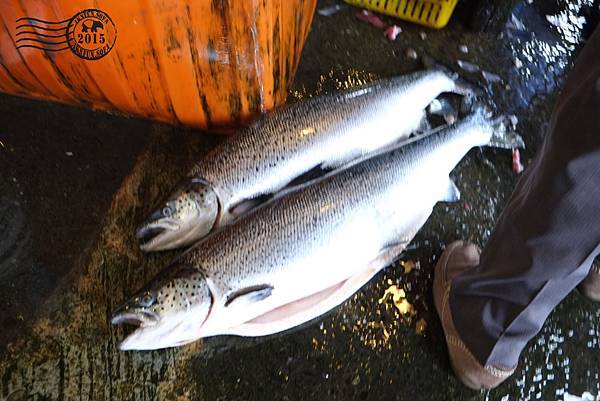 蘇澳漁港旁魚市場 Dscf5047 Jpg 白目不是目白 痞客邦 蘇澳漁港旁魚市場 Dscf5047 Jpg 白目不是目白 痞客邦