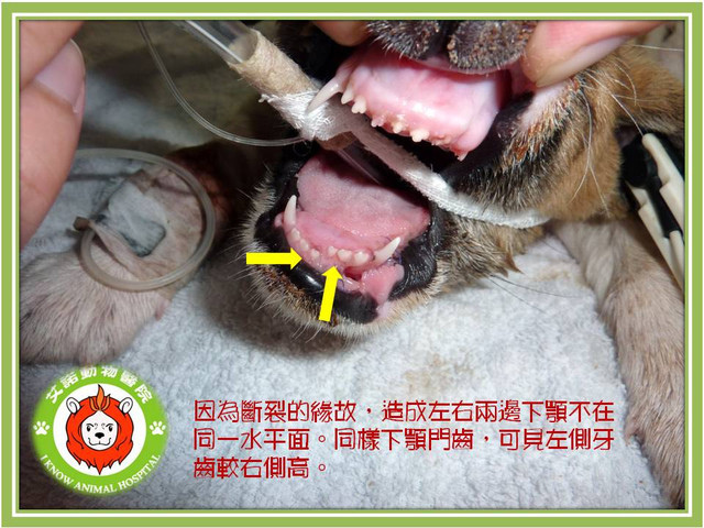 骨科病例 下顎聯合斷裂mandibular Symphyseal Fracture 艾諾動物醫院的部落格 痞客邦