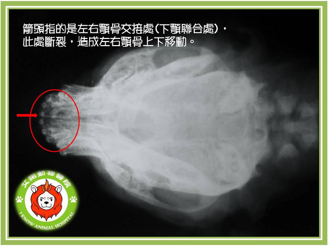 骨科病例 下顎聯合斷裂mandibular Symphyseal Fracture 艾諾動物醫院的部落格 痞客邦