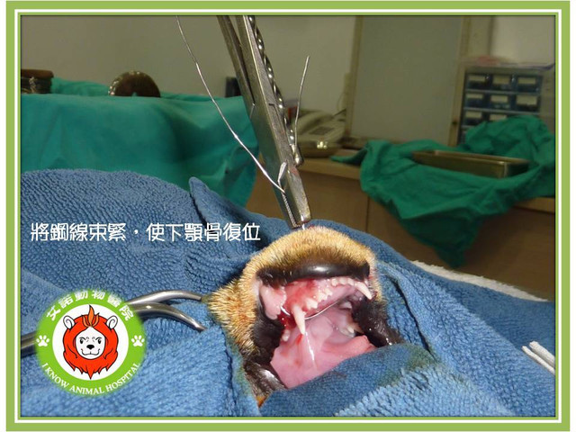 骨科病例 下顎聯合斷裂mandibular Symphyseal Fracture 艾諾動物醫院的部落格 痞客邦 骨科病例 下顎聯合斷裂mandibular Symphyseal Fracture 艾諾動物醫院的部落格 痞客邦