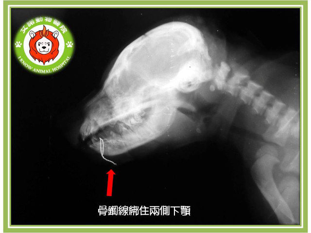 骨科病例 下顎聯合斷裂mandibular Symphyseal Fracture 艾諾動物醫院的部落格 痞客邦