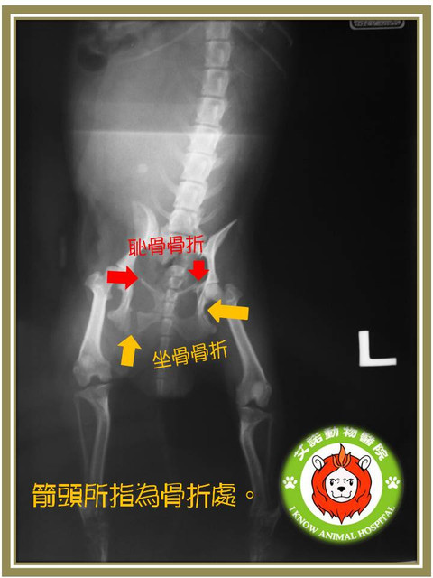 病例 狗狗骨盆複雜性骨折 艾諾動物醫院的部落格 痞客邦