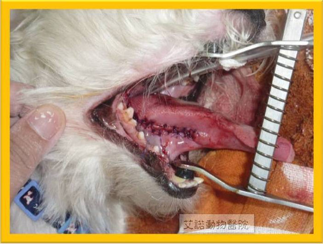 病例 狗狗的舌下唾腺囊腫 艾諾動物醫院的部落格 痞客邦 病例 狗狗的舌下唾腺囊腫 艾諾動物醫院的部落格 痞客邦