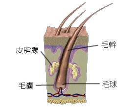 台中除毛｜光纖無痛雷射永久除毛文章用圖.jpg