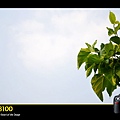 jinxiangan-19.jpg