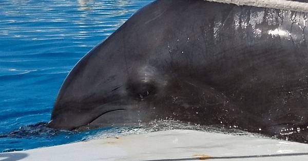 Z5&amp;Z5P 遊記隨手拍分享~沖繩篇