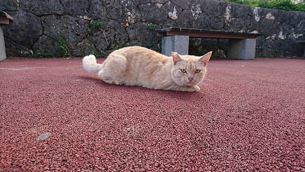 Z5&amp;Z5P 遊記隨手拍分享~沖繩篇