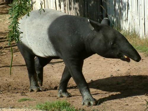 Malayan%20tapir.jpg