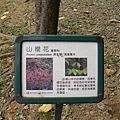 是山櫻花.JPG