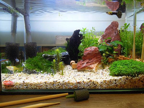 水族co2氣化衛生筷.jpg 水族co2氣化衛生筷.jpg