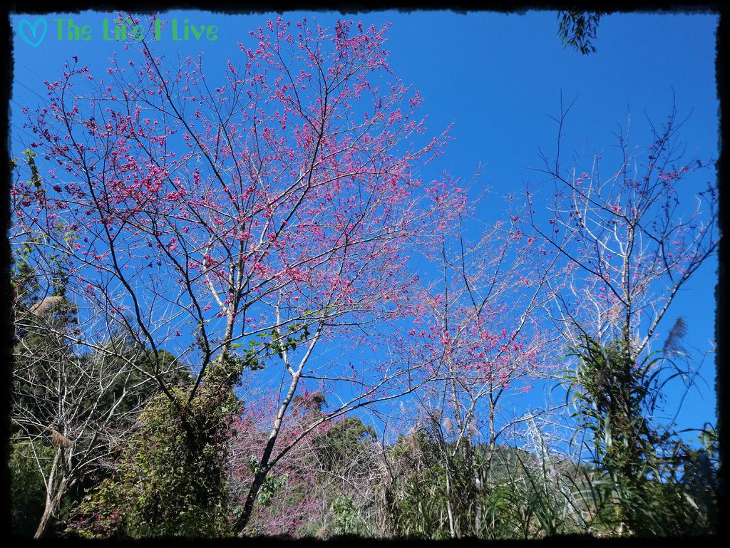 阿里山奮起湖 031.jpg