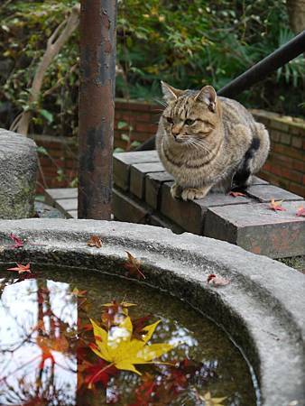 哲學之道巧遇貓咪