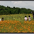 淡水花海0818-1.jpg