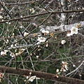 劍湖山花景.JPG