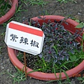 紫辣椒