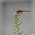 紅蜻蜓~