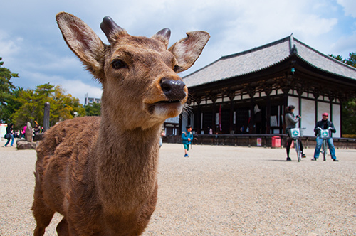 奈良公園2.jpg