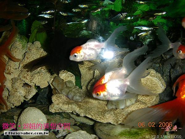 AGG的金魚 (10).jpg