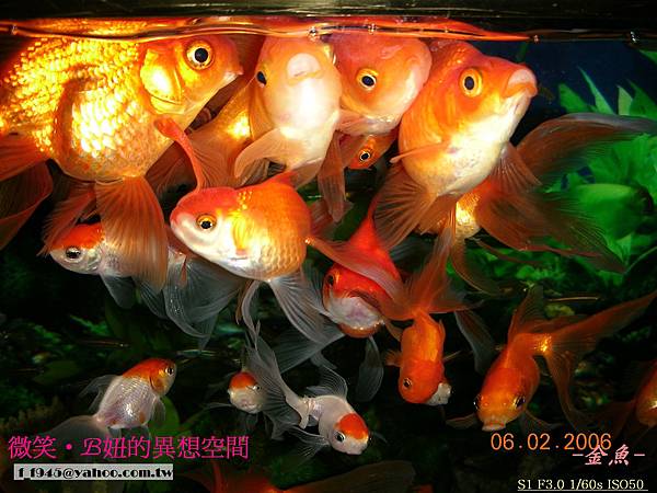 AGG的金魚 (12).jpg