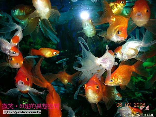 AGG的金魚 (19).jpg