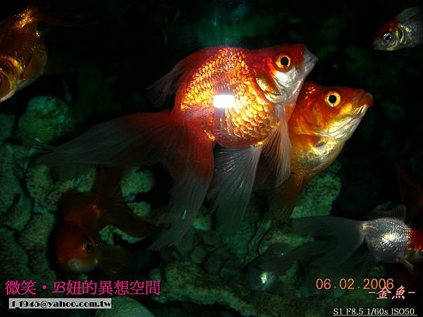 AGG的金魚 (21).jpg