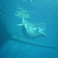 隧道內的小白鯨