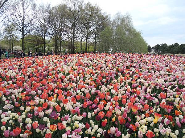 荷蘭庫肯霍夫花園.JPG 荷蘭庫肯霍夫花園.JPG