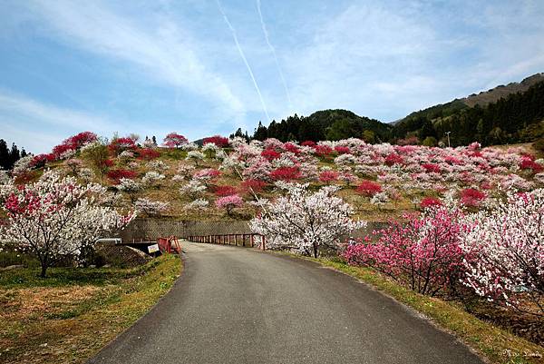 遊記 阿智村 花桃の里 原來這世上真有個美麗的桃花源 老趙 老咩 小展 Landy小姐 痞客邦 遊記 阿智村 花桃の里 原來這世上真有個美麗的桃花源 老趙 老咩 小展 Landy小姐 痞客邦