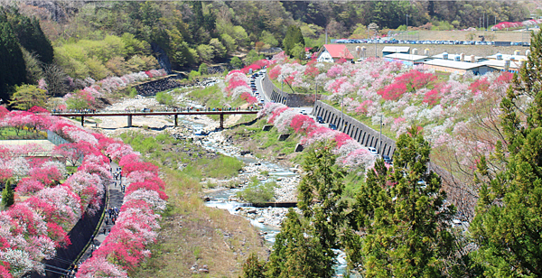 桃花的里官網圖.png