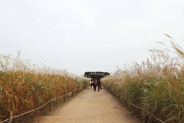 韓國自助D2_25_天空公園