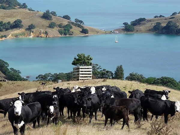 Waiheke44.JPG