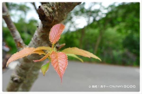 新竹柿餅節-新芽.jpg