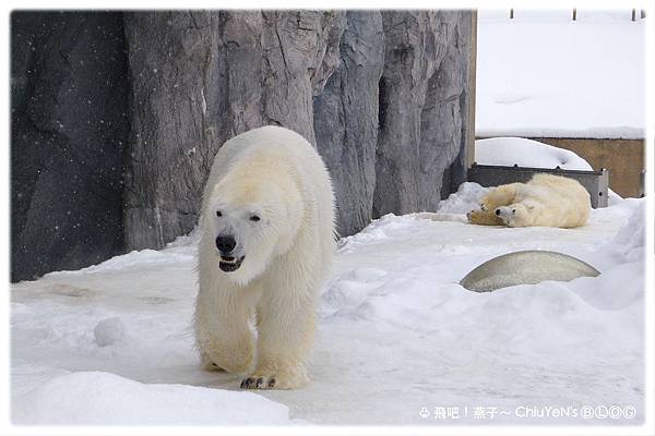 Day6旭山動物園-北極熊0