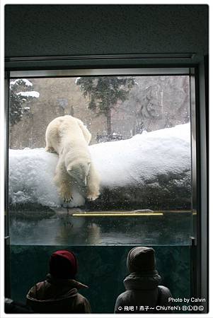 Day6旭山動物園-北極熊1-幾嘰章