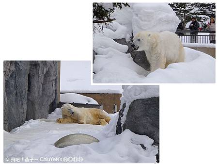 Day6旭山動物園-北極熊09