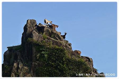 2015.5.31-蘭嶼-山羊1.jpg