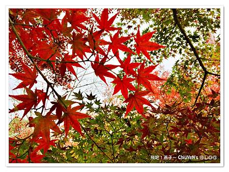 1109-竈門神社016.jpg