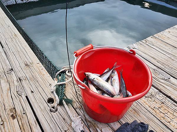 新竹縣好好玩來水月休閒藍鯨魚寮來個一日漁夫體驗「綠色海岸」農 新竹縣好好玩來水月休閒藍鯨魚寮來個一日漁夫體驗「綠色海岸」農