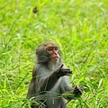 正吃著禾本科植物的小獼猴.jpg