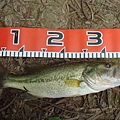 tn_08-05-18今日成績33CM BASS.JPG