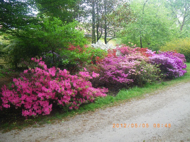 20120505 熊布倫宮慢跑 - 沿途花團錦簇